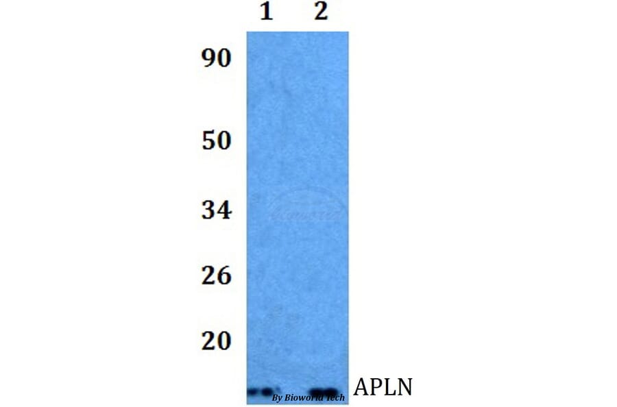 Anti-APLN Antibody from Bioworld Technology (BS60997) - Antibodies.com