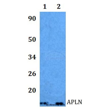 Anti-APLN Antibody from Bioworld Technology (BS60997) - Antibodies.com