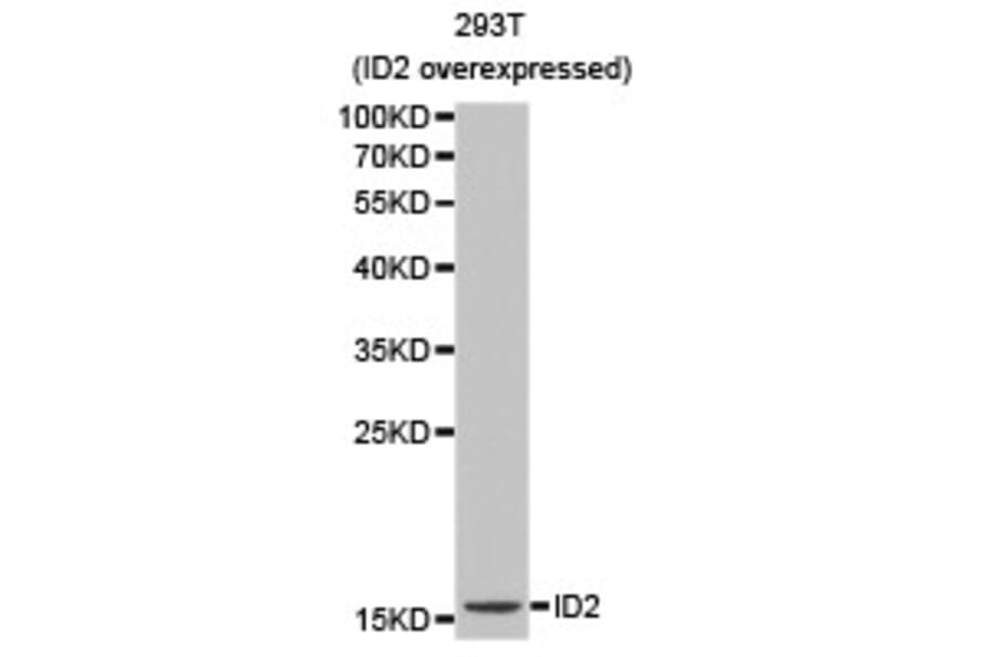 Anti-ID2 Antibody from Bioworld Technology (BS6100) - Antibodies.com