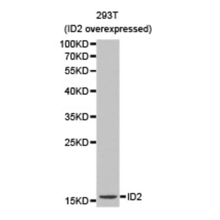 Anti-ID2 Antibody from Bioworld Technology (BS6100) - Antibodies.com