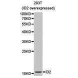 Anti-ID2 Antibody from Bioworld Technology (BS6100) - Antibodies.com