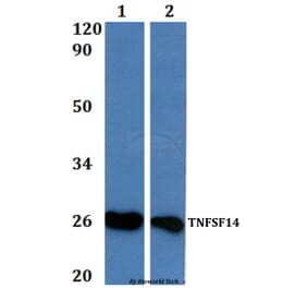 Anti-TNFSF14 Antibody from Bioworld Technology (BS61000) - Antibodies.com