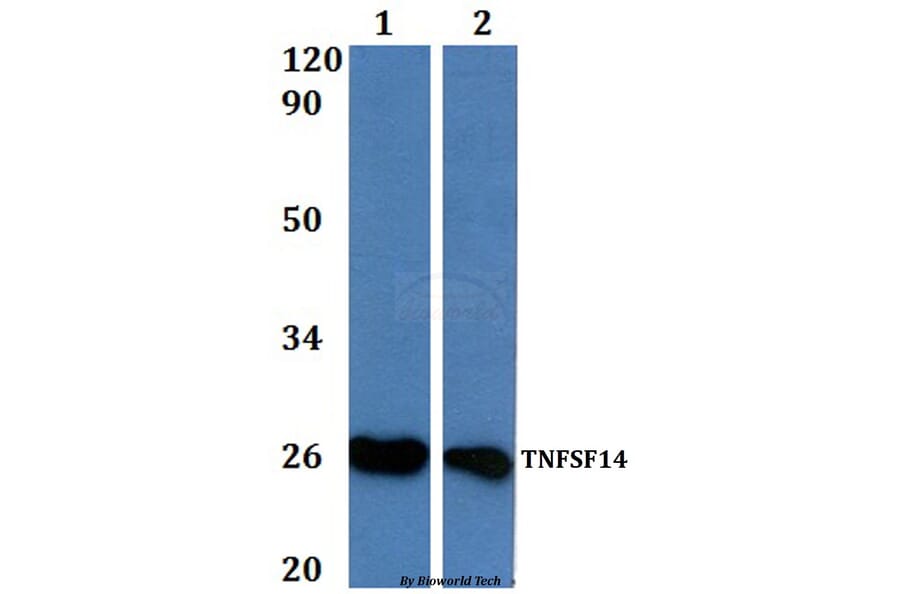 Anti-TNFSF14 Antibody from Bioworld Technology (BS61000) - Antibodies.com