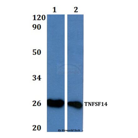 Anti-TNFSF14 Antibody from Bioworld Technology (BS61000) - Antibodies.com