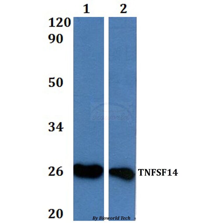 Anti-TNFSF14 Antibody from Bioworld Technology (BS61000) - Antibodies.com