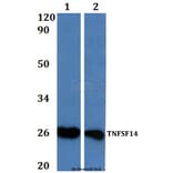 Anti-TNFSF14 Antibody from Bioworld Technology (BS61000) - Antibodies.com