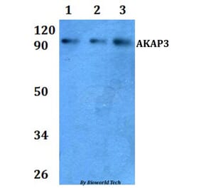 Anti-AKAP3 Antibody from Bioworld Technology (BS61005) - Antibodies.com