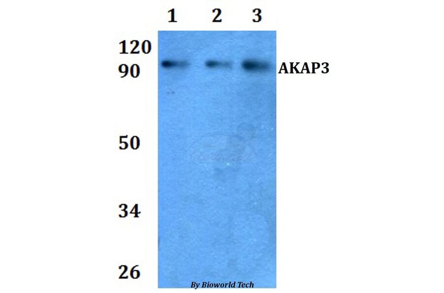 Anti-AKAP3 Antibody from Bioworld Technology (BS61005) - Antibodies.com