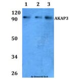 Anti-AKAP3 Antibody from Bioworld Technology (BS61005) - Antibodies.com