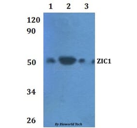 Anti-ZIC1 Antibody from Bioworld Technology (BS61011) - Antibodies.com