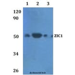 Anti-ZIC1 Antibody from Bioworld Technology (BS61011) - Antibodies.com