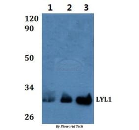 Anti-LYL1 Antibody from Bioworld Technology (BS61016) - Antibodies.com