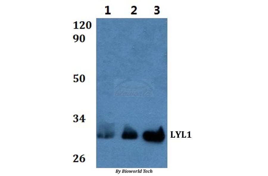 Anti-LYL1 Antibody from Bioworld Technology (BS61016) - Antibodies.com