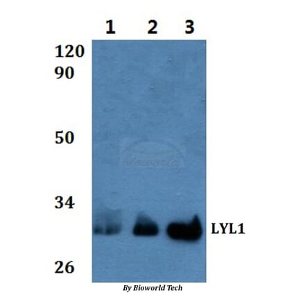 Anti-LYL1 Antibody from Bioworld Technology (BS61016) - Antibodies.com
