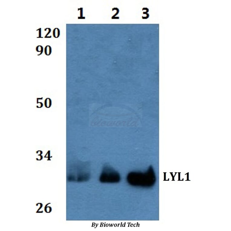 Anti-LYL1 Antibody from Bioworld Technology (BS61016) - Antibodies.com