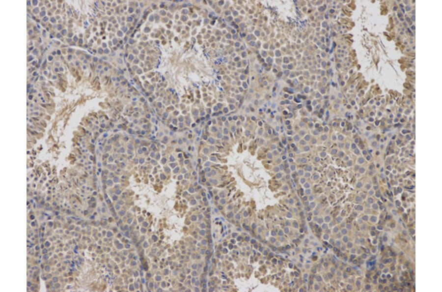 Anti-Arrestin-β-1 Antibody from Bioworld Technology (BS6102) - Antibodies.com