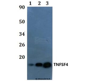 Anti-TNFSF4 Antibody from Bioworld Technology (BS61020) - Antibodies.com