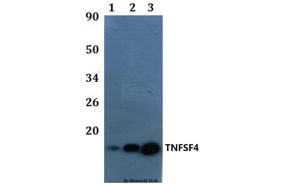 Anti-TNFSF4 Antibody from Bioworld Technology (BS61020) - Antibodies.com
