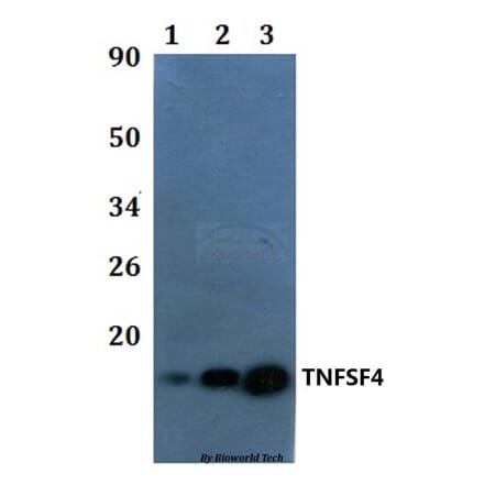 Anti-TNFSF4 Antibody from Bioworld Technology (BS61020) - Antibodies.com