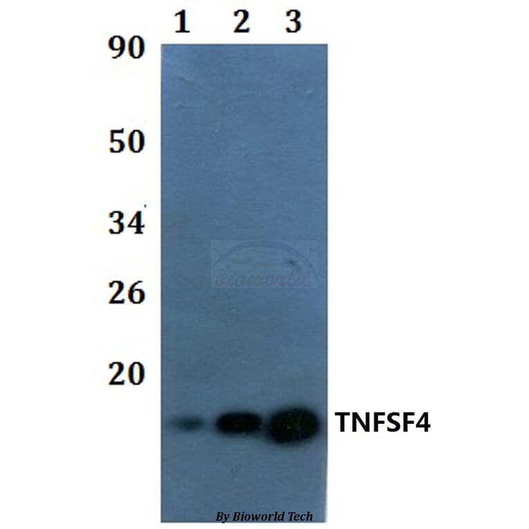 Anti-TNFSF4 Antibody from Bioworld Technology (BS61020) - Antibodies.com