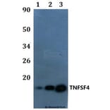 Anti-TNFSF4 Antibody from Bioworld Technology (BS61020) - Antibodies.com