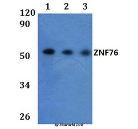 Anti-ZNF76 Antibody from Bioworld Technology (BS61023) - Antibodies.com