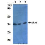 Anti-MAGEA9 Antibody from Bioworld Technology (BS61025) - Antibodies.com