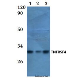 Anti-TNFRSF4 Antibody from Bioworld Technology (BS61026) - Antibodies.com
