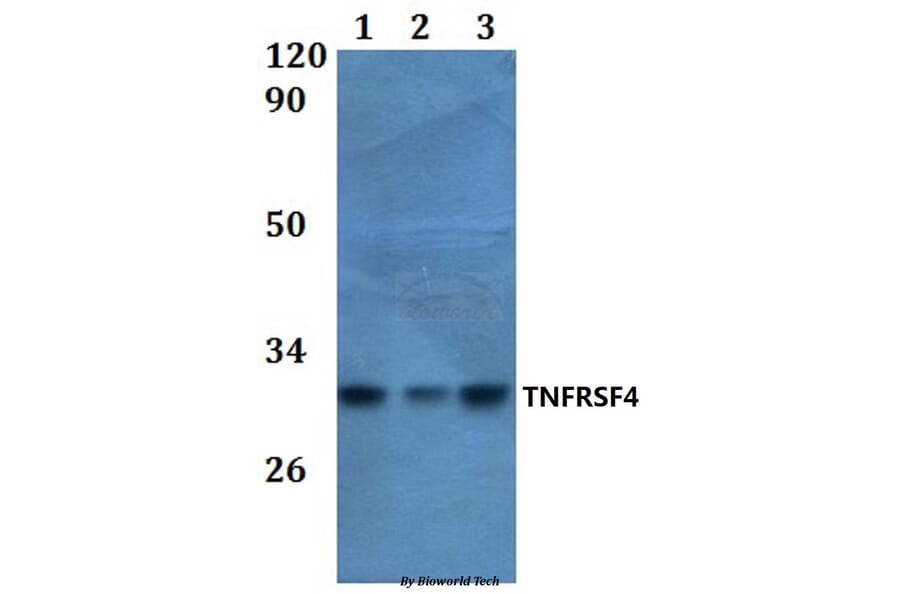 Anti-TNFRSF4 Antibody from Bioworld Technology (BS61026) - Antibodies.com