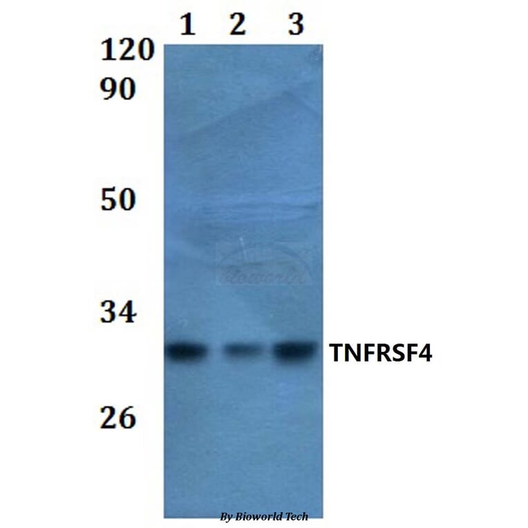 Anti-TNFRSF4 Antibody from Bioworld Technology (BS61026) - Antibodies.com