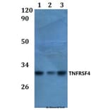 Anti-TNFRSF4 Antibody from Bioworld Technology (BS61026) - Antibodies.com