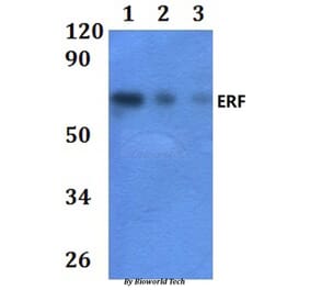 Anti-ERF Antibody from Bioworld Technology (BS61028) - Antibodies.com