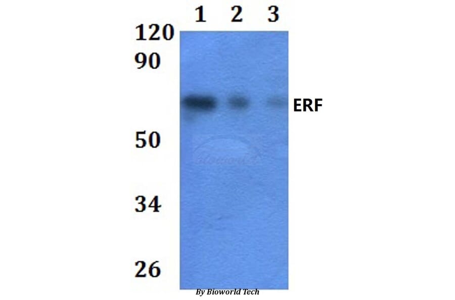 Anti-ERF Antibody from Bioworld Technology (BS61028) - Antibodies.com