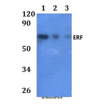 Anti-ERF Antibody from Bioworld Technology (BS61028) - Antibodies.com