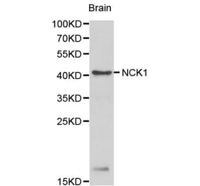 Anti-NCK1 Antibody from Bioworld Technology (BS6103) - Antibodies.com