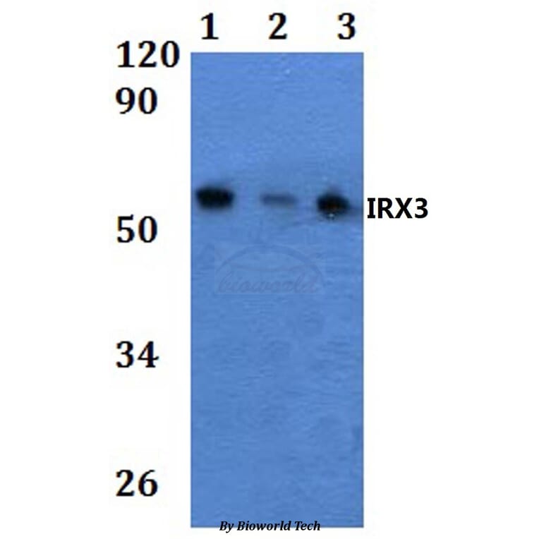 Anti-IRX3 Antibody from Bioworld Technology (BS61032) - Antibodies.com