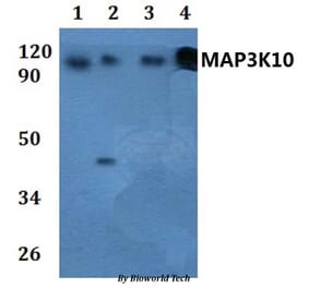Anti-MAP3K10 Antibody from Bioworld Technology (BS61034) - Antibodies.com