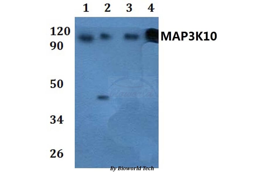 Anti-MAP3K10 Antibody from Bioworld Technology (BS61034) - Antibodies.com