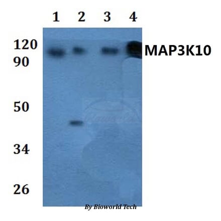 Anti-MAP3K10 Antibody from Bioworld Technology (BS61034) - Antibodies.com