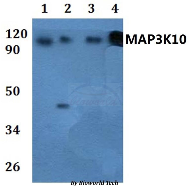 Anti-MAP3K10 Antibody from Bioworld Technology (BS61034) - Antibodies.com