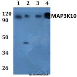 Anti-MAP3K10 Antibody from Bioworld Technology (BS61034) - Antibodies.com