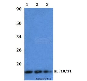 Anti-KLF10/KLF11 Antibody from Bioworld Technology (BS61041) - Antibodies.com