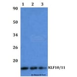 Anti-KLF10/KLF11 Antibody from Bioworld Technology (BS61041) - Antibodies.com