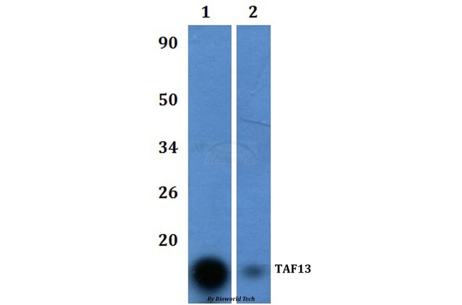 Anti-TAF13 Antibody from Bioworld Technology (BS61048) - Antibodies.com