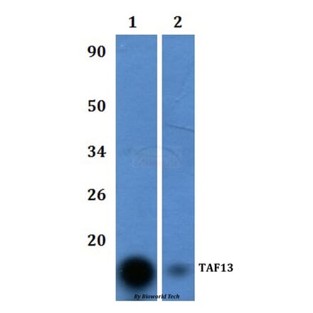 Anti-TAF13 Antibody from Bioworld Technology (BS61048) - Antibodies.com