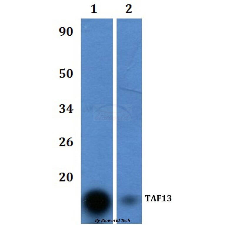 Anti-TAF13 Antibody from Bioworld Technology (BS61048) - Antibodies.com