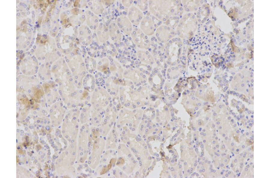 Anti-HXK I Antibody from Bioworld Technology (BS6105) - Antibodies.com