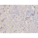 Anti-HXK I Antibody from Bioworld Technology (BS6105) - Antibodies.com