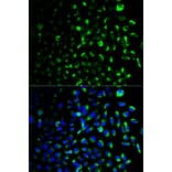 Anti-HXK I Antibody from Bioworld Technology (BS6105) - Antibodies.com