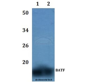 Anti-BATF Antibody from Bioworld Technology (BS61050) - Antibodies.com